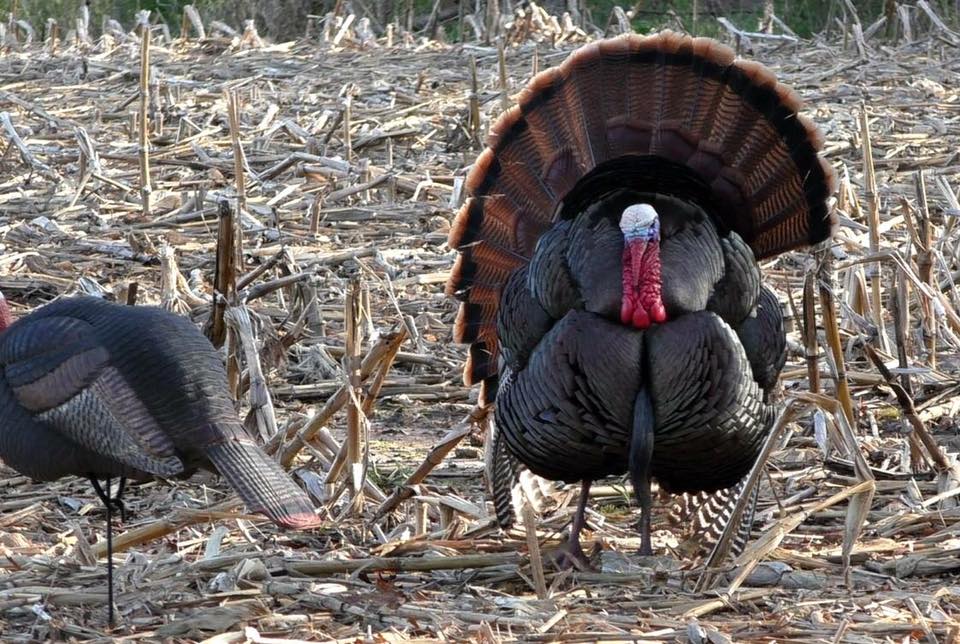 Late Season Turkey Hunting Tips For Stubborn Toms Body Img 1