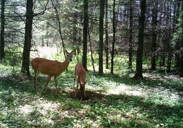 Muddy Trail Camera Tactics 5 Tips to get the Best Trail Camera