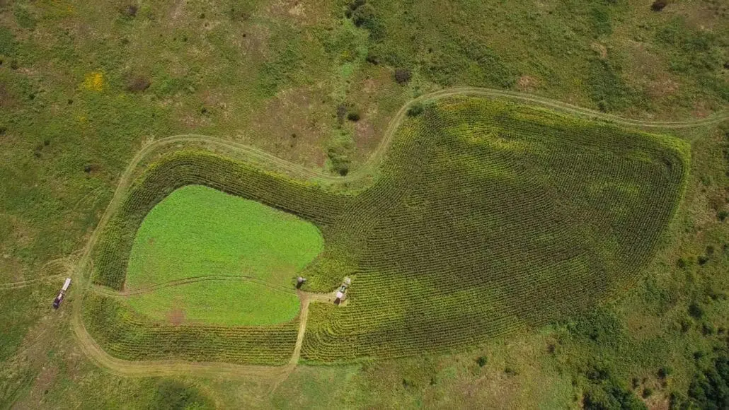 Planning And Hunting Food Plots In The South Body Img 1