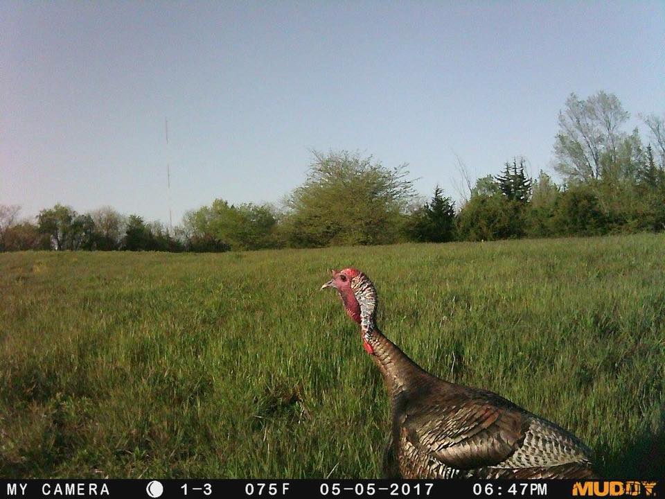 Spring Turkey Scouting And Trail Camera Tips Body Img 2