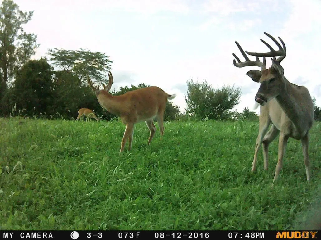 The Power Of Perennials Spring Food Plots Body Img 2