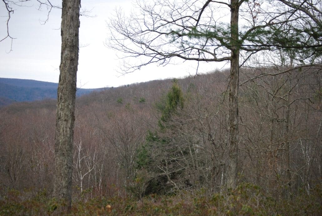 Tips On Scouting For Deer In The Post Season Body Img 1