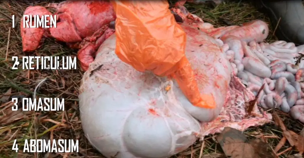 What Do Deer Eat During The Late Season Body Img 1