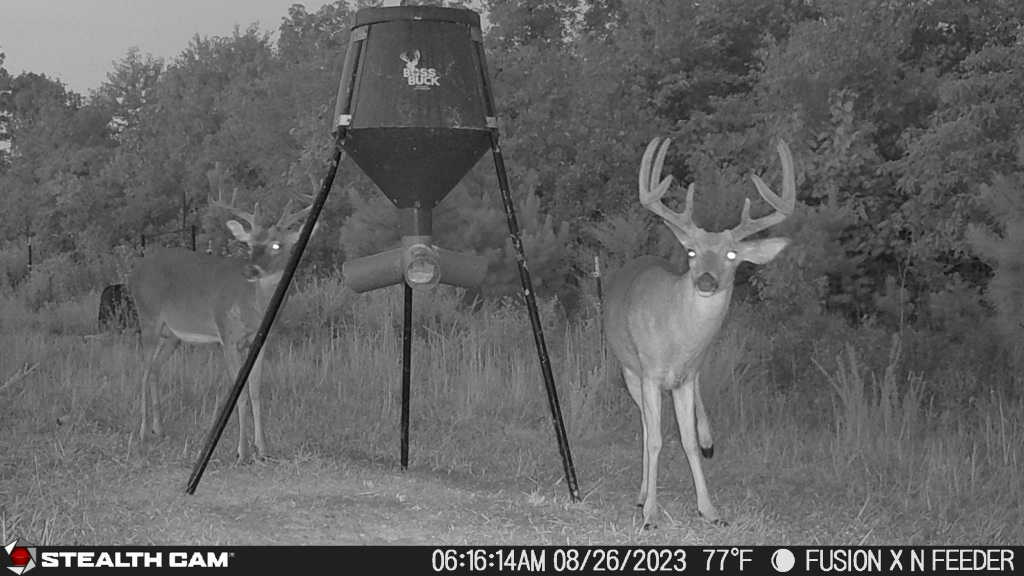 How To Pattern An Early Season Buck With A Cellular Camera