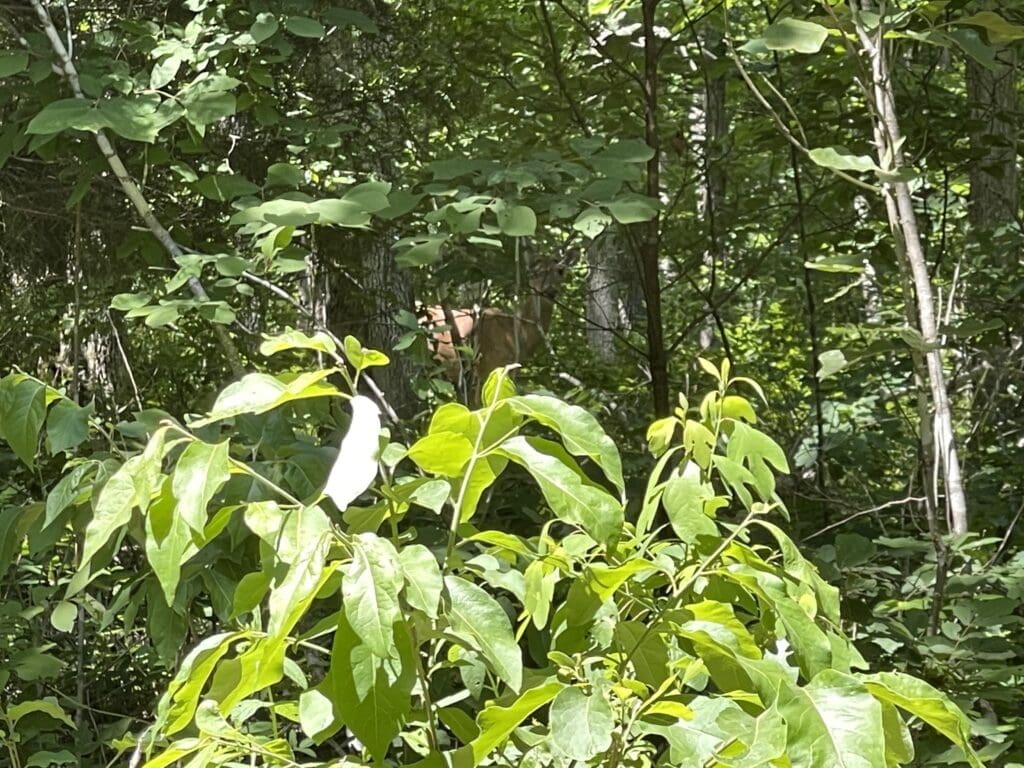How To Pattern An Early Season Buck With A Cellular Camera