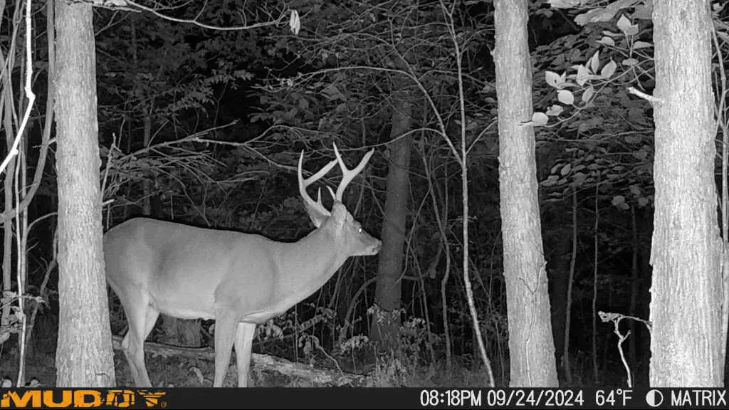 Best Times To Hunt Scrapes And Rubs