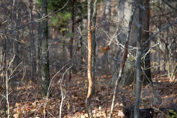 Best Times To Hunt Scrapes And Rubs