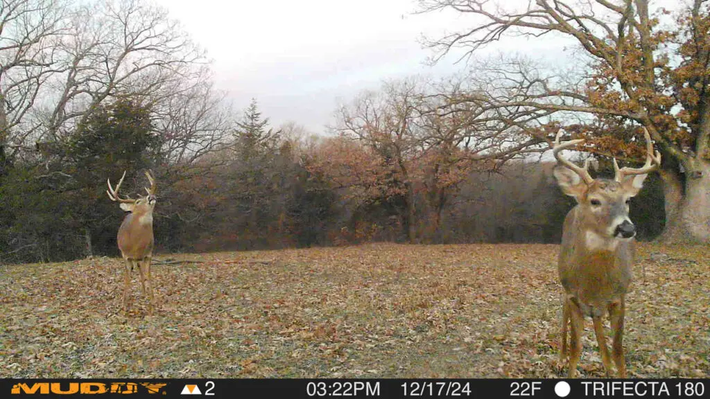 Trail Camera[mp:04][tp:024f][z:44][pt:360]