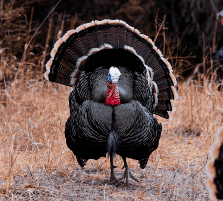 Gear Up For Success: Turkey Hunting Preparation And Essential Gear