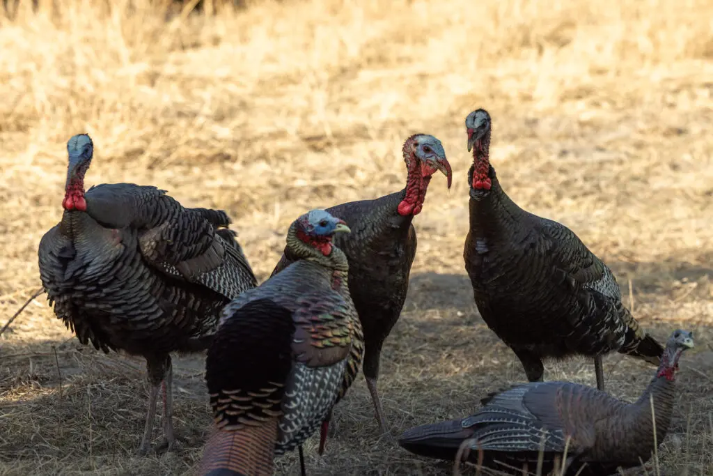 WILD Gear Essential and Preparation Hunting Turkey Success: for Up Gear SET【ジャンク】 OUTDOOR TURKEY ウイスキー