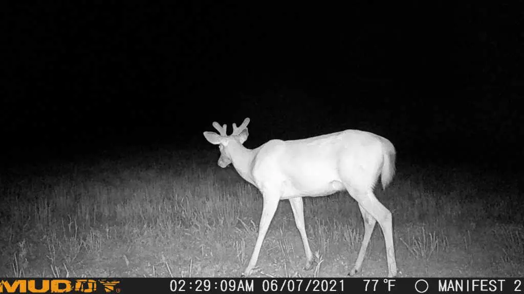 Cellular Trail Muddy Mtc100 Trail Camera Reviews Muddy Manifest