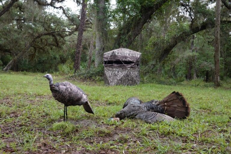 Hunting Spring Turkeys From A Blind: Setup And Success Tips